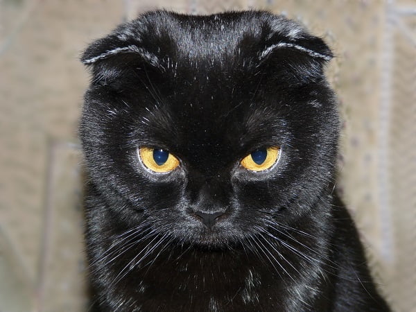 Gatos negros supersticiones y curiosidades