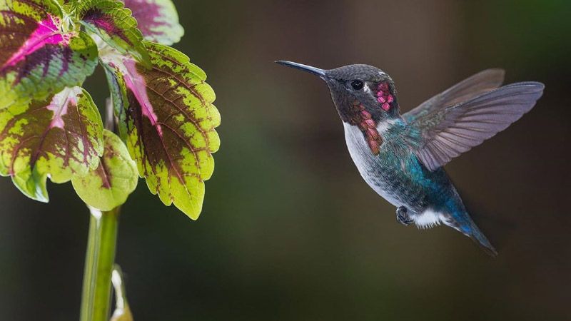 \"Colibrí