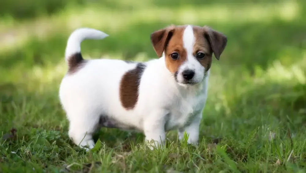 Adopta un cachorro gratis Conoce los perros en adopción