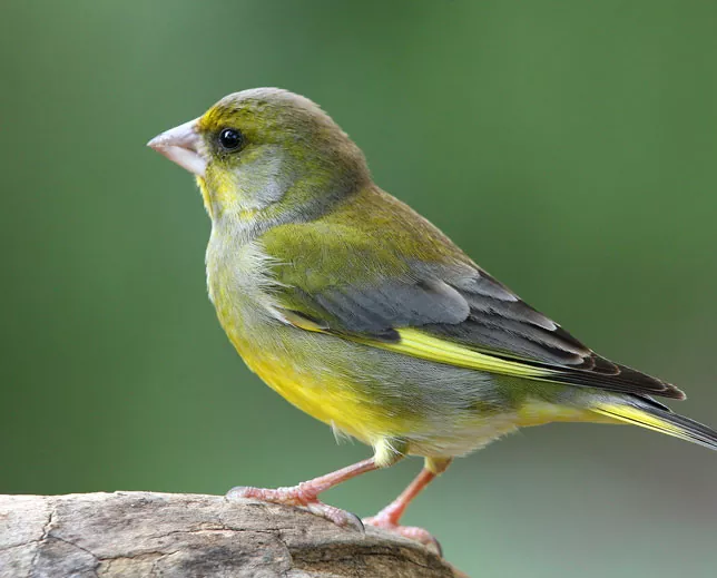 Cómo cuidar los pájaros jilgueros