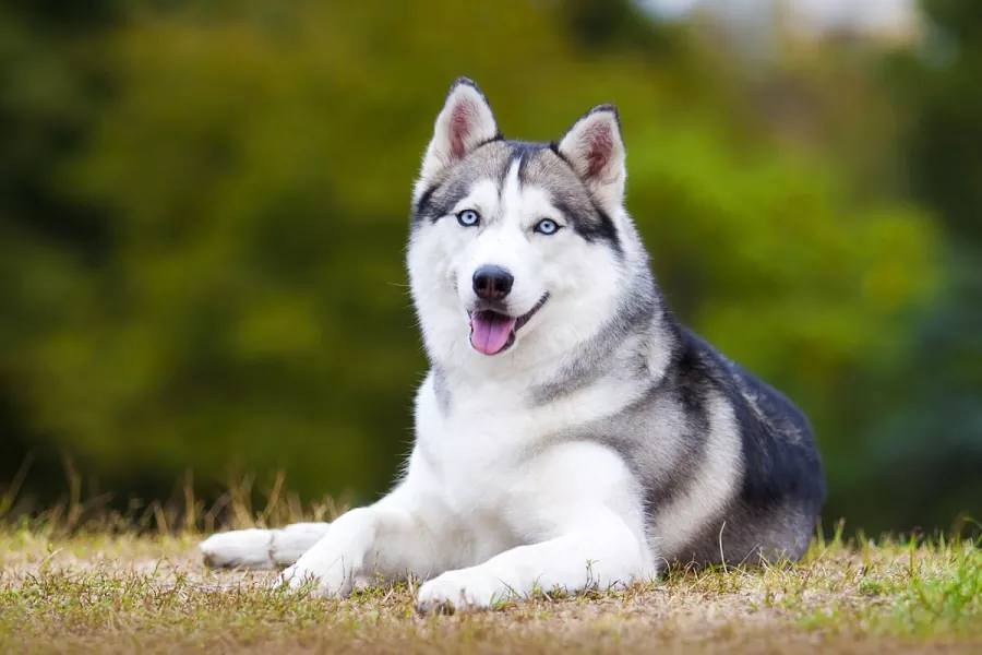 Cómo cuidar tu Husky