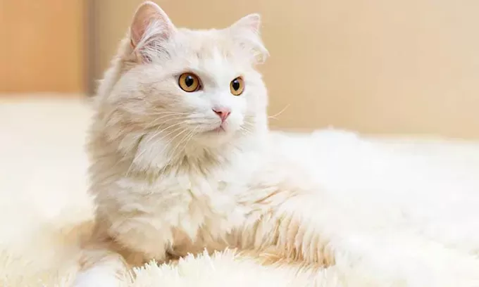 Cómo cuidar un gato angora