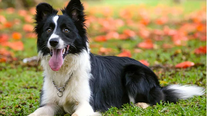 Cómo cuidar un perro Border Collie