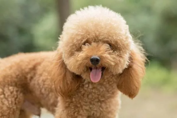 Cómo cuidar un perro Poodle