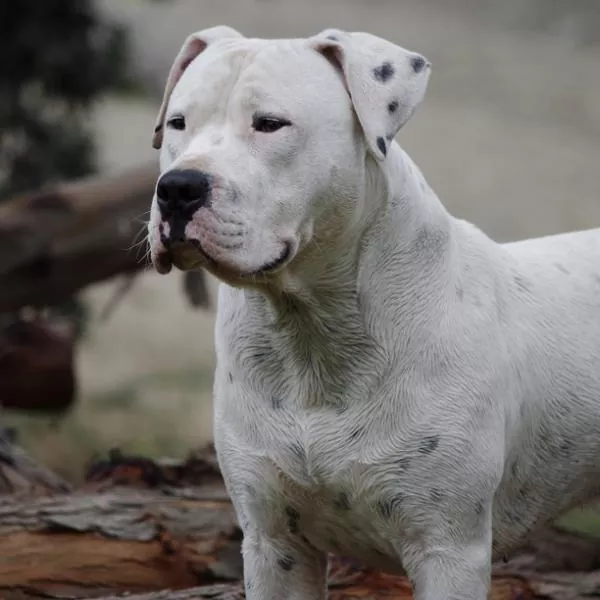 Cómo cuidar un perro dogo