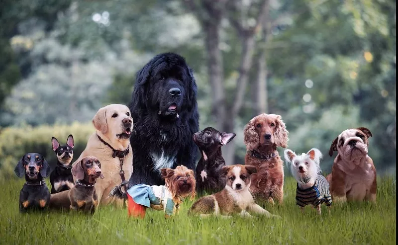 Cómo se reconoce un super perro