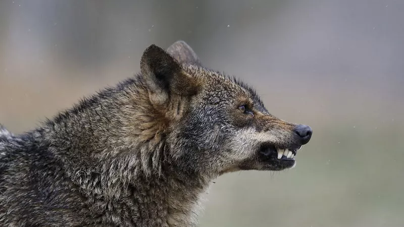 Características del lobo Ibérico