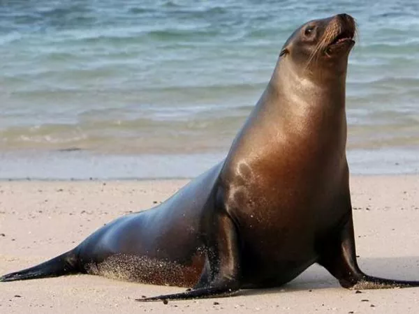 Curiosidades y hábitat del león marino