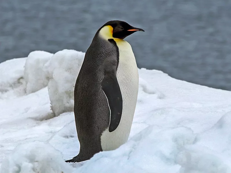 Curiosidades y hábitat del pingüino emperador