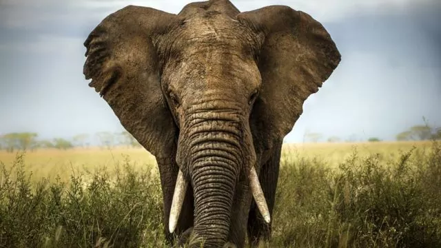El Elefante Conociendo a la mayor de las especies terrestres