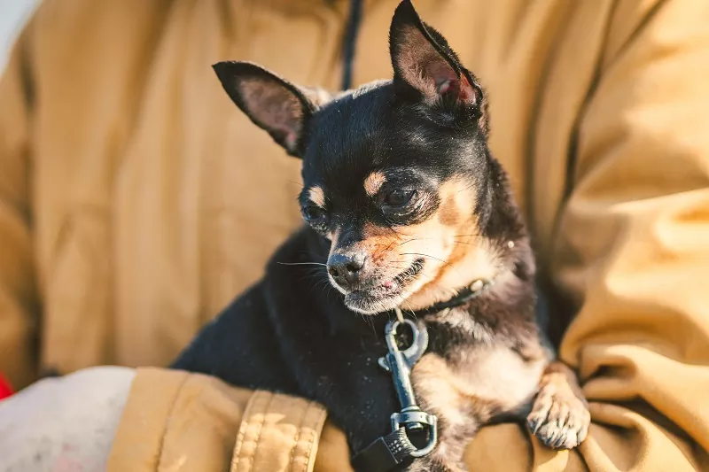 Es el perro el mejor amigo del hombre