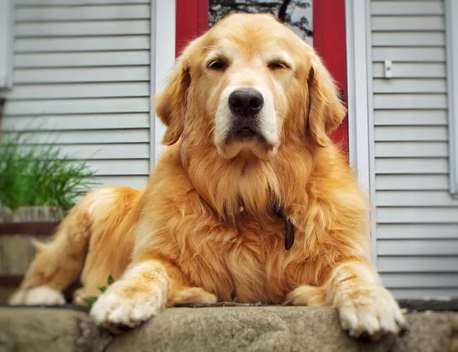 Guía completa sobre el Golden Retriever