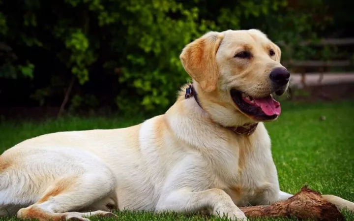 Guía completa sobre el Labrador Retriever