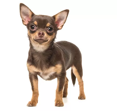 Guía para la vida con un Chihuahua