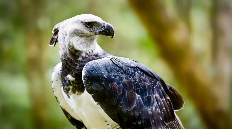 Los pájaros en peligro de extinción