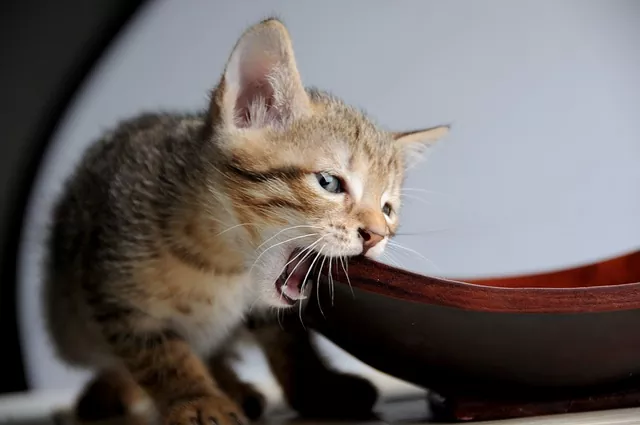 Qué Premios para gatos existen