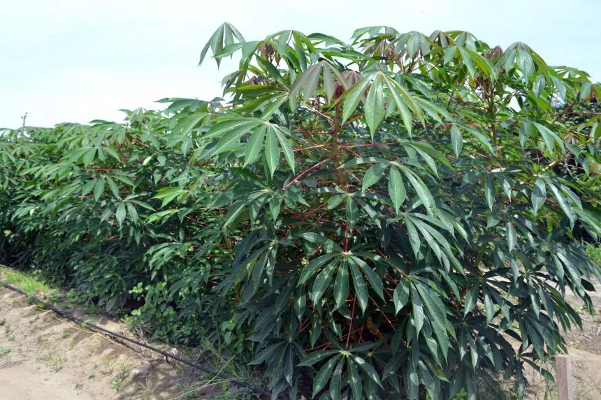 Qué es la planta de la Yuca y para que se utiliza