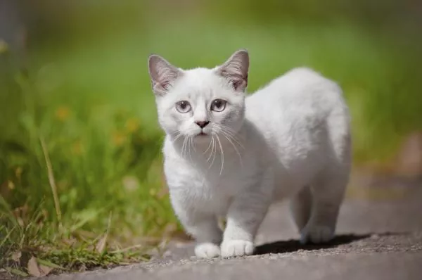 Qué es un gato munchkin y donde se encuentran