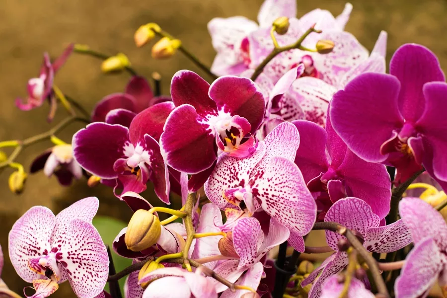 Qué son las orquídeas y como cuidarlas