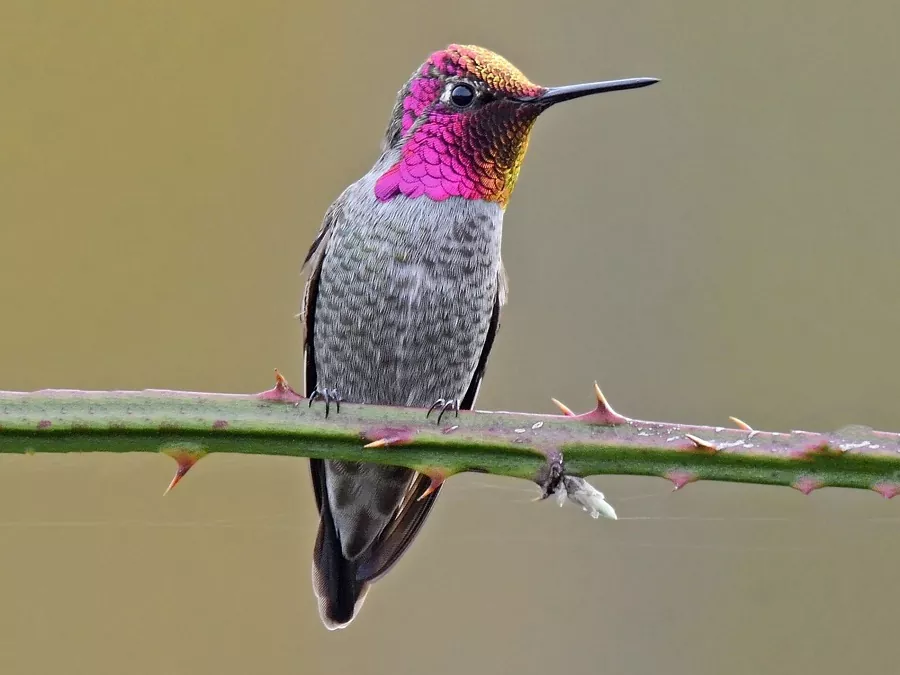 Qué son los pájaros papilleros