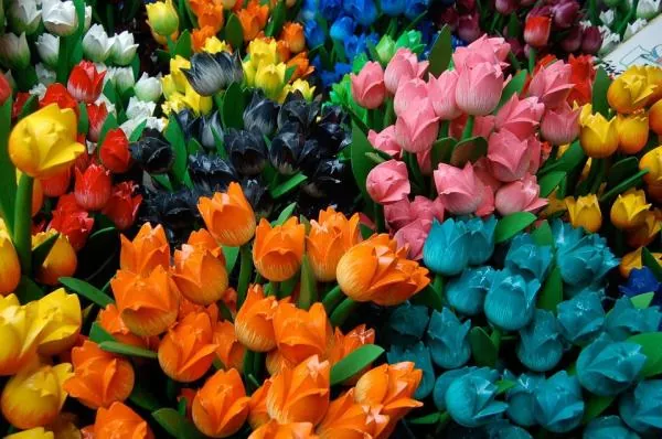 Sobre los tulipanes y su cuidado
