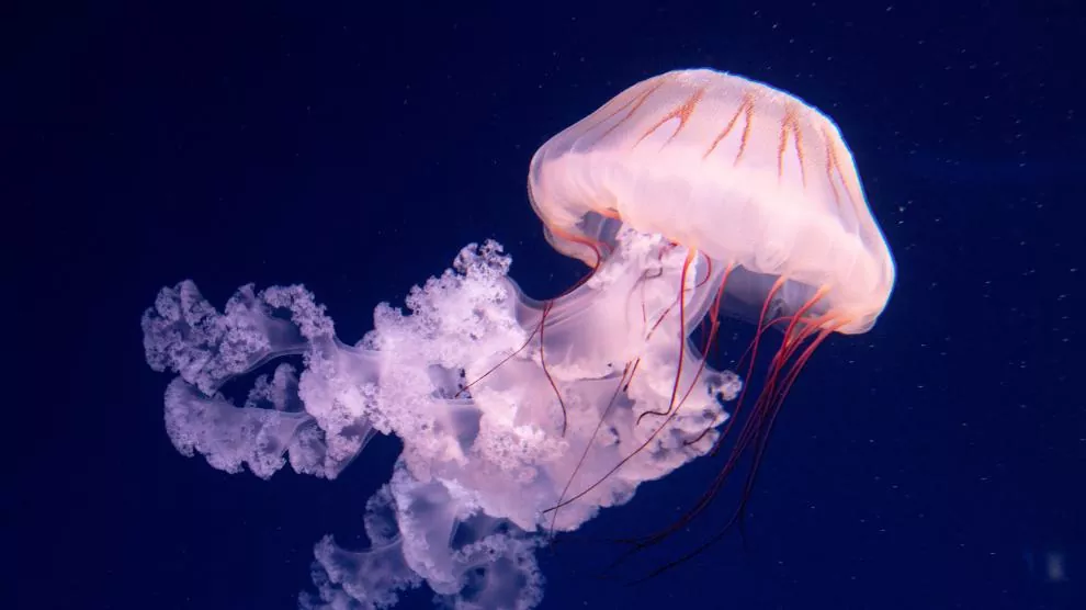 Todo lo que necesita saber sobre las medusas