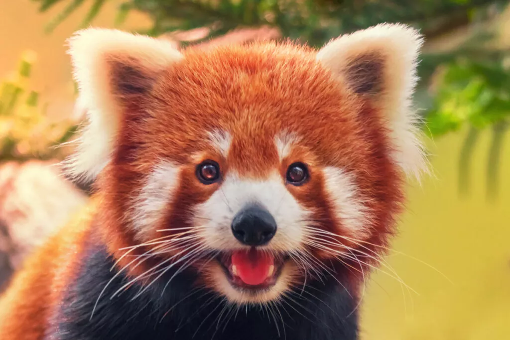 Todo lo que necesitas saber sobre el Panda Rojo