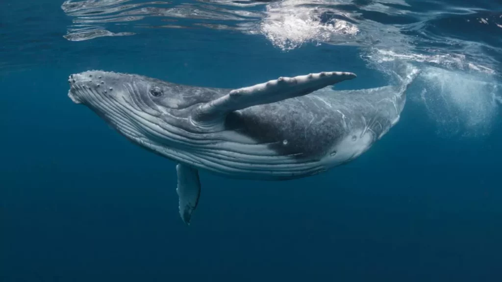 Todo lo que necesitas saber sobre las ballenas