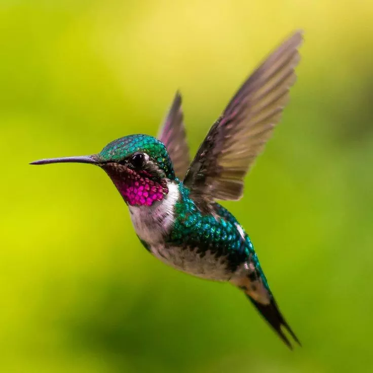 Todo lo que necesitas saber sobre los Colibríes