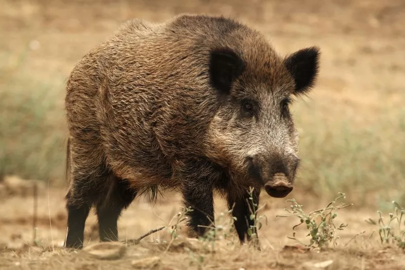 Todo lo que necesitas saber sobre los jabalíes