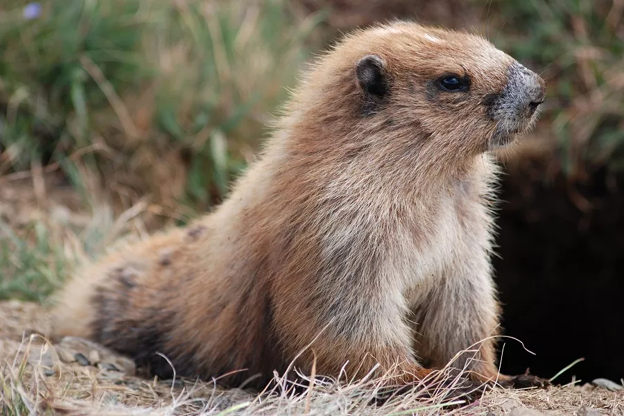 marmota y donde podemos encontrarlos