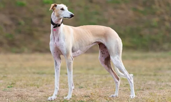 Cómo cuidar un perro Galgo