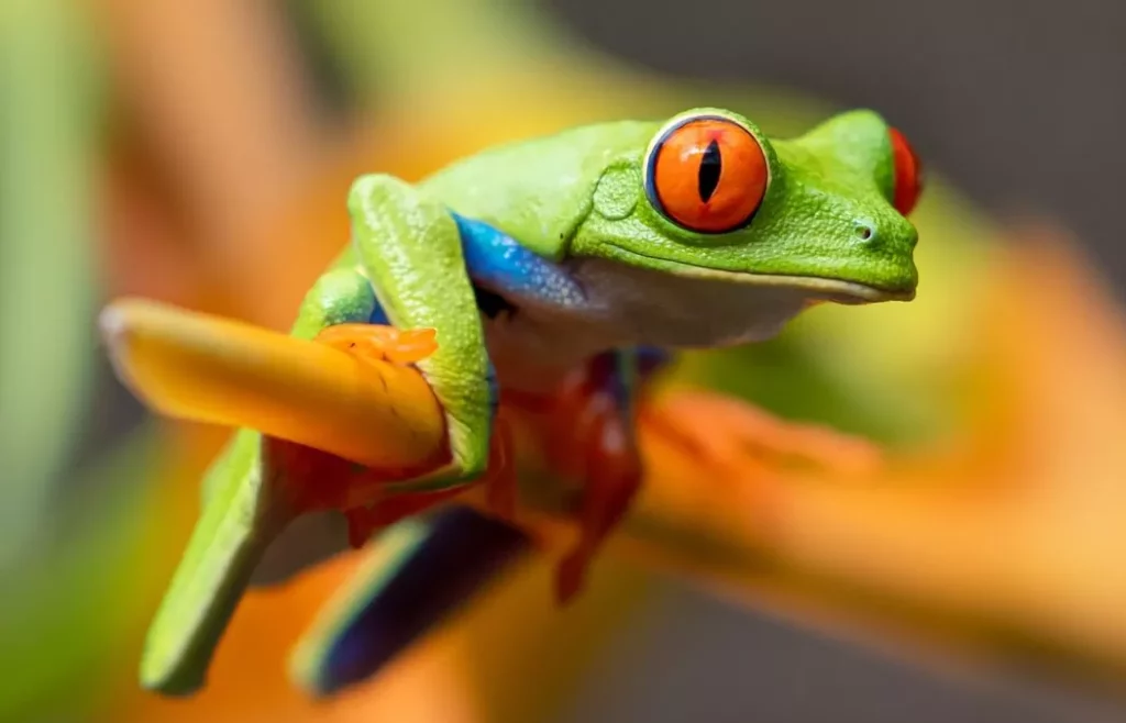 Anfibios fascinantes seres entre el agua y la tierra