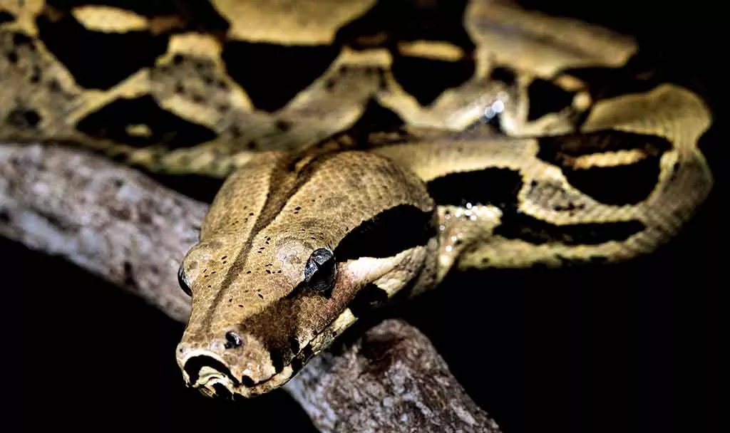 Conoce a la Impresionante Boa Constrictor