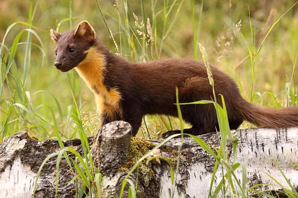 Conoce al animal Marta sus características y conservación