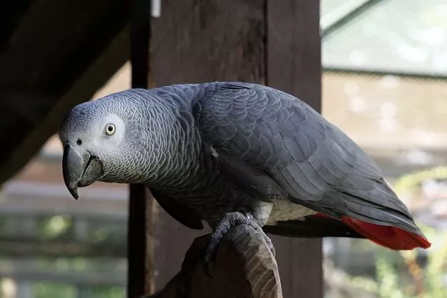 Conociendo al loro yaco un compañero exótico para tu hogar