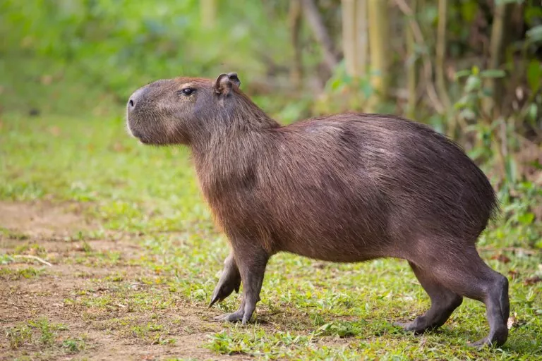 Descubre el fascinante mundo de las capibaras