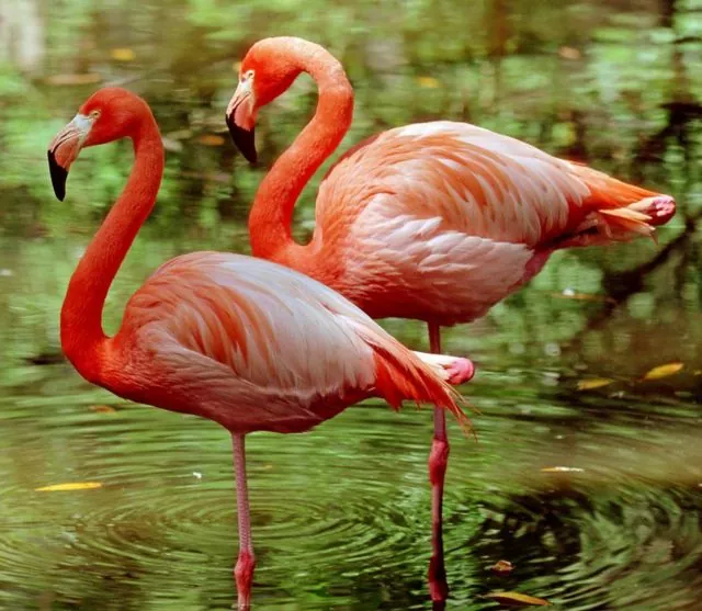 Descubre la belleza y curiosidades de los flamencos la guía completa