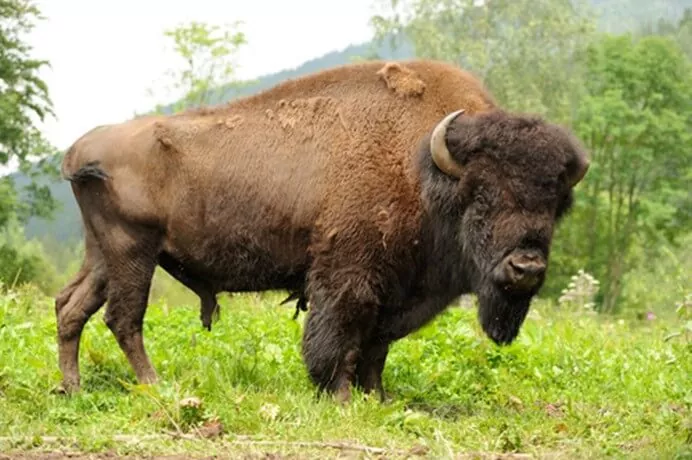 Descubre todo sobre los bisonte la historia y la vida actual
