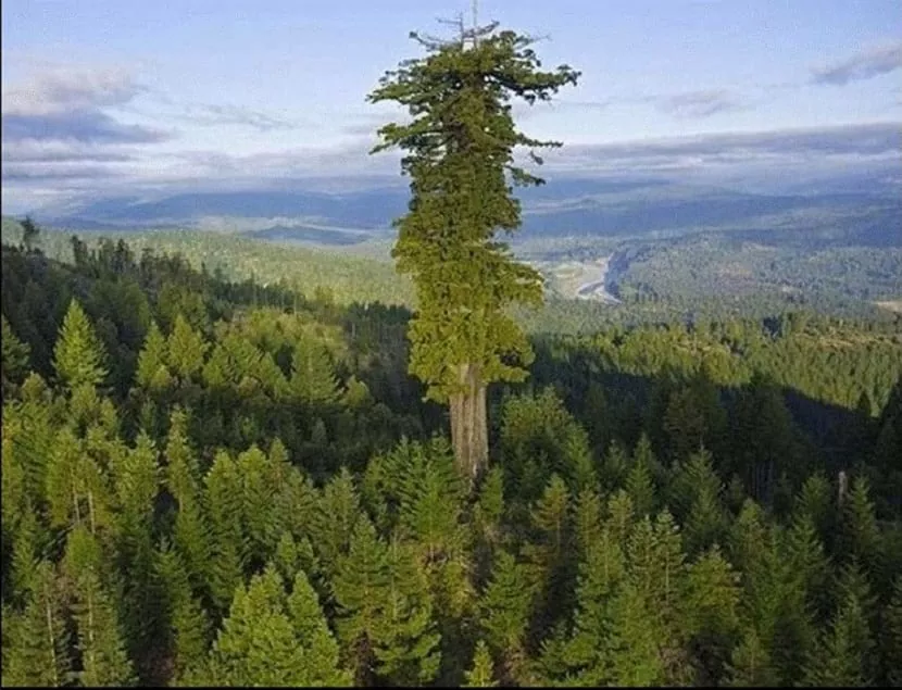 El Árbol Más Grande del Mundo Conoce su Historia