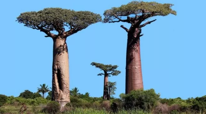 El Enigmático Árbol Baobab y su Historia