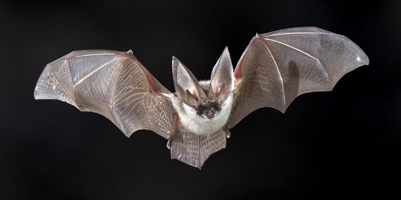 El fascinante mundo de los murciélagos