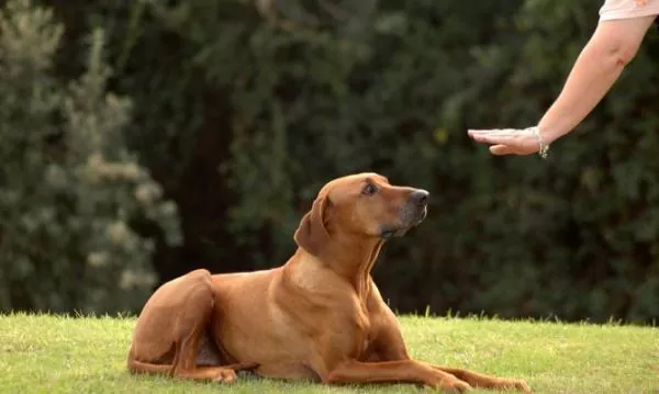 Guía completa para el adiestramiento de perros