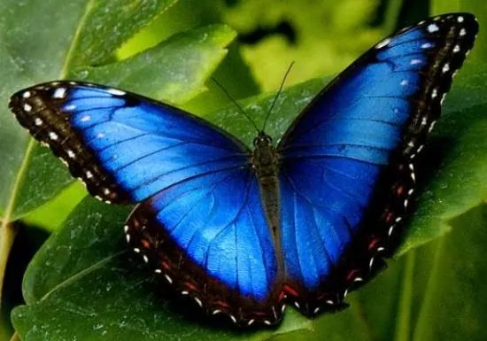 Guía completa sobre Lepidóptera mariposas y polillas