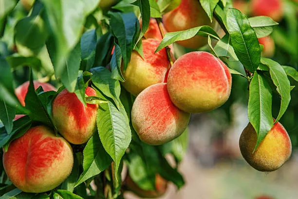 Guía completa sobre árboles frutales: cuidado, cultivo y cosecha