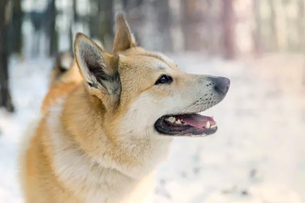 Guía completa sobre el perro Laika
