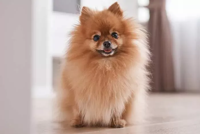 Guía completa sobre la raza de perro Pomerania