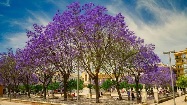 Jacarandas Todo lo que debes saber sobre esta hermosa especie de árbol