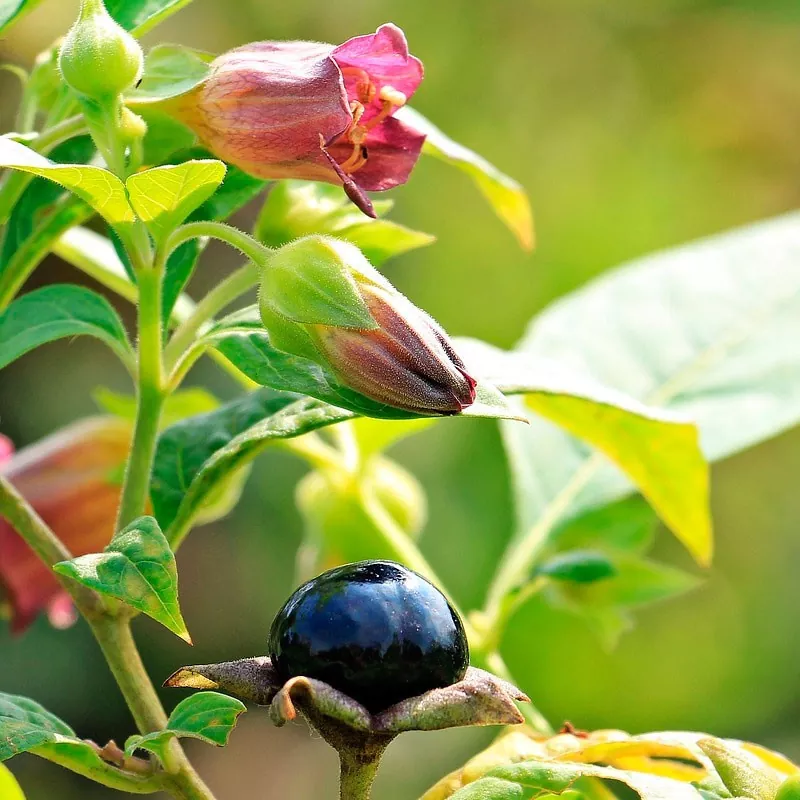 La Belladona Características Cultivo y Propiedades