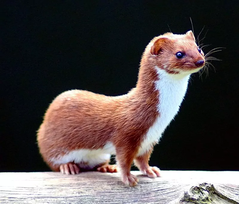 La Comadreja Un Animal Pequeño y Eficiente